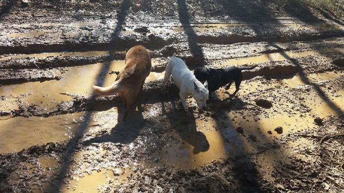 Nos 3 filles adorent une bonne course dans la boue !