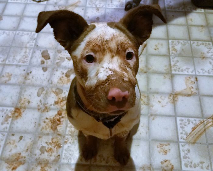 Mon propre chiot de boue, Harley. Son visage est normalement tout blanc !