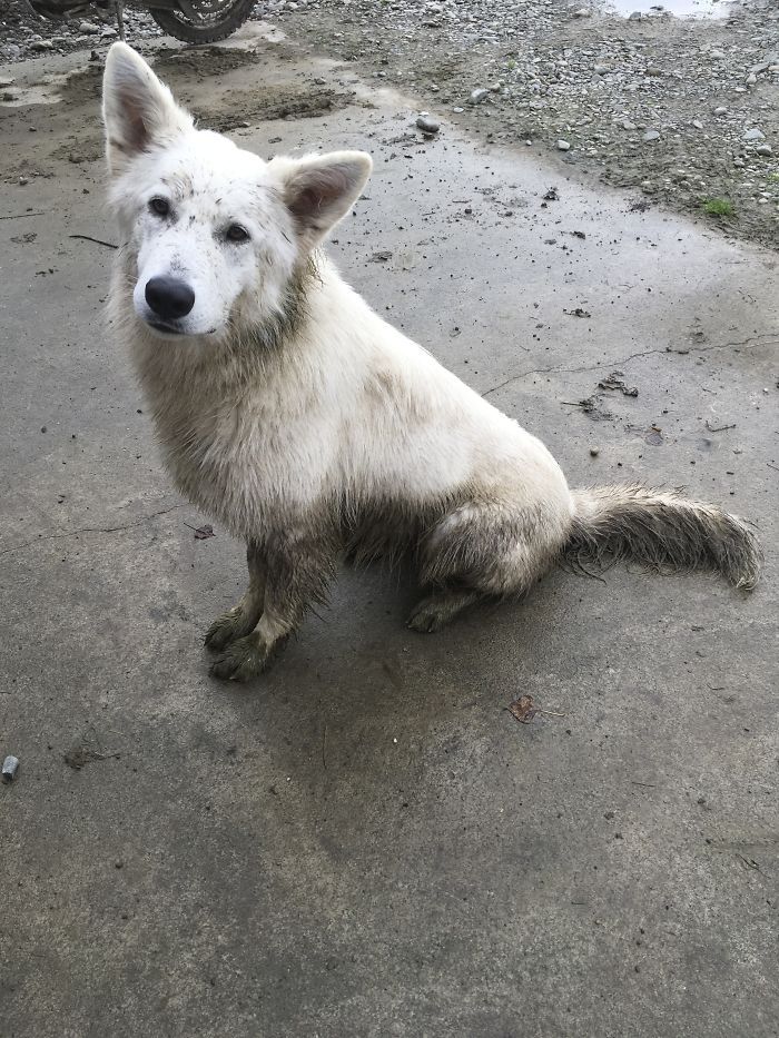 chien blanc, beaucoup de pluie, de boue et de bouse de vache !!! j’aime mon chien…j’aime mon chien…j’aime mon chien