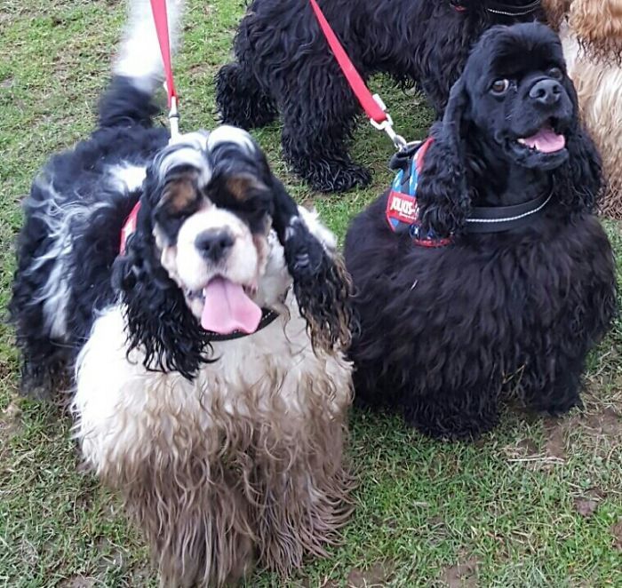 nous sommes des chiens de concours élégants….sorry..er, “were”…