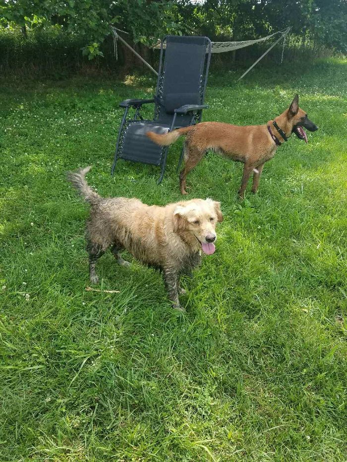 a nagé dans une flaque d’eau stagnante d’un marais