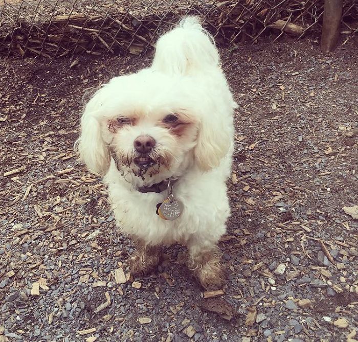 Tucker après avoir profité d’un peu de boue et de saleté au parc pour chiens.