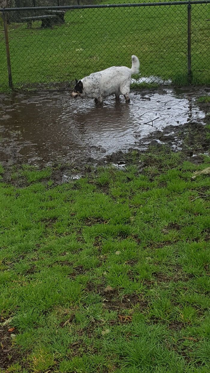 Ce que coda préfère dans le parc pour chiens ? Pas les autres chiens, ça c’est sûr !