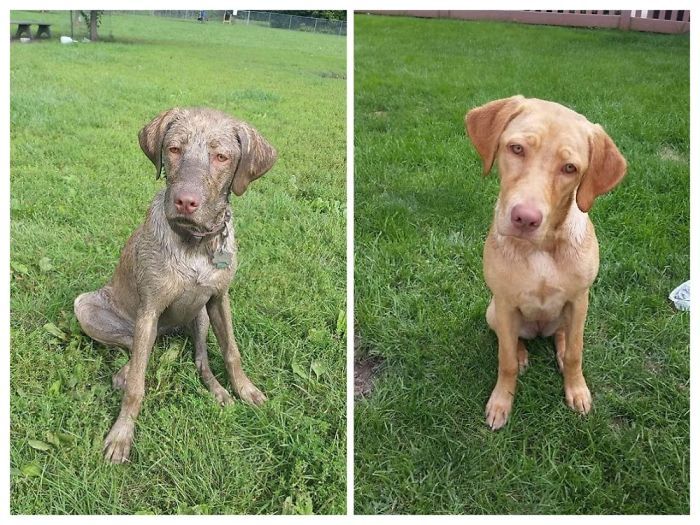 Boucle d’or ressemblait à un labrador chocolaté après avoir plongé dans la boue. En fait, elle est jaune.