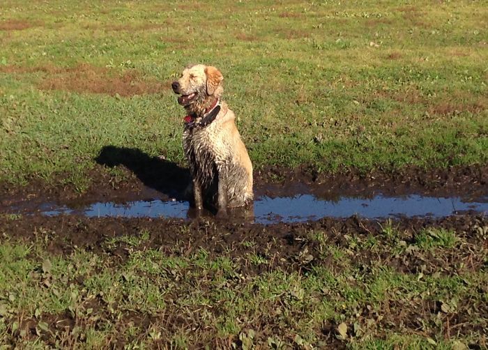 un chien heureux