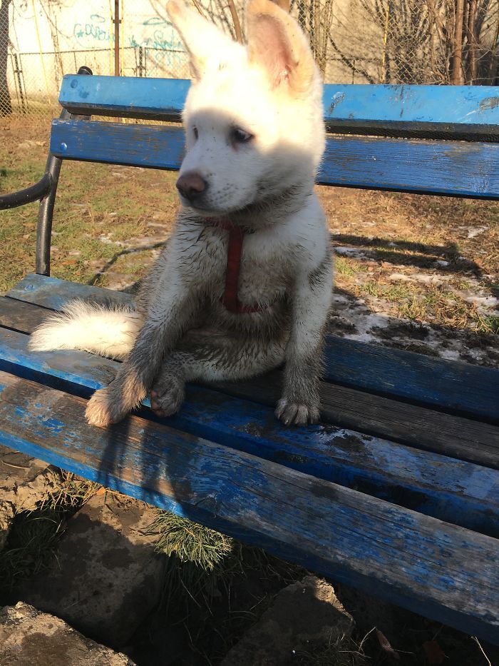 le premier bain de boue d’ayra ! mon akita inu