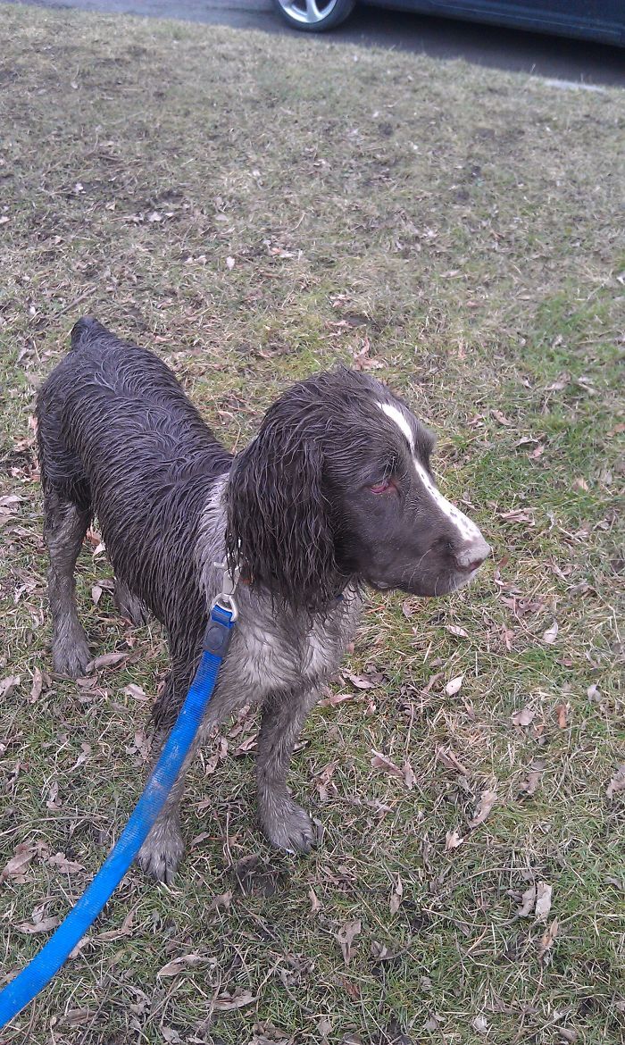 3 heures au parc pour chiens… pas de regrets de sa part