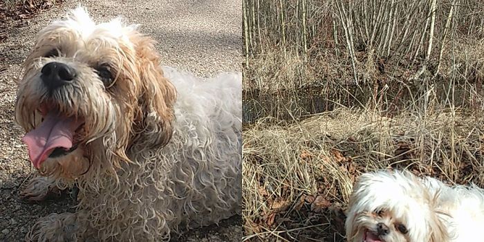 Les chiots ont décidé qu’un bain dans le slew était une excellente idée… inutile de dire qu’un bain était de rigueur après.