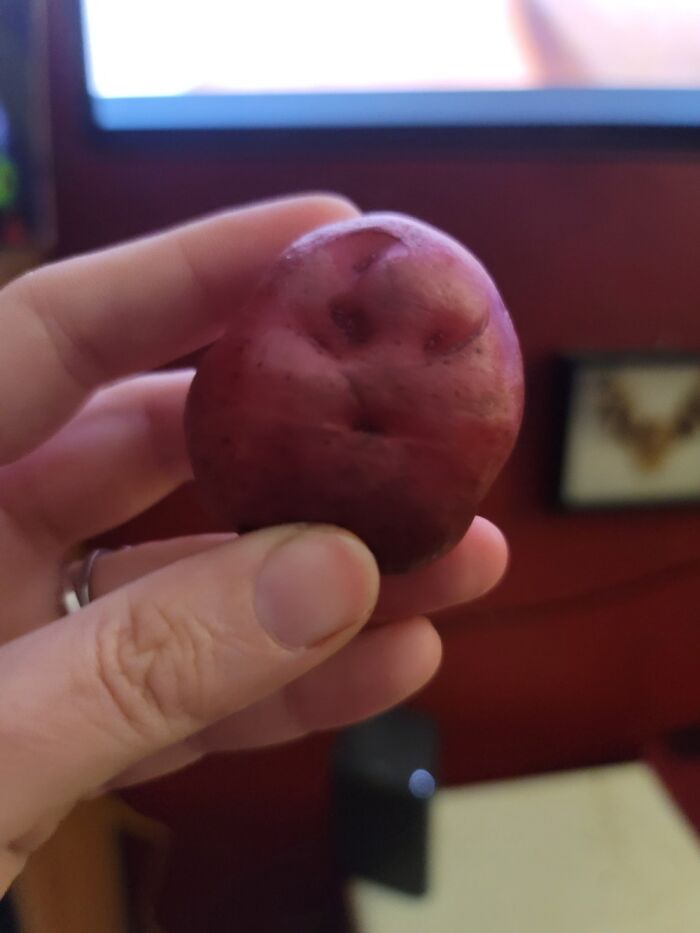 bébé pomme de terre rouge