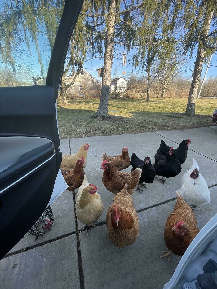 Mes poulets me saluent quand je rentre du travail.