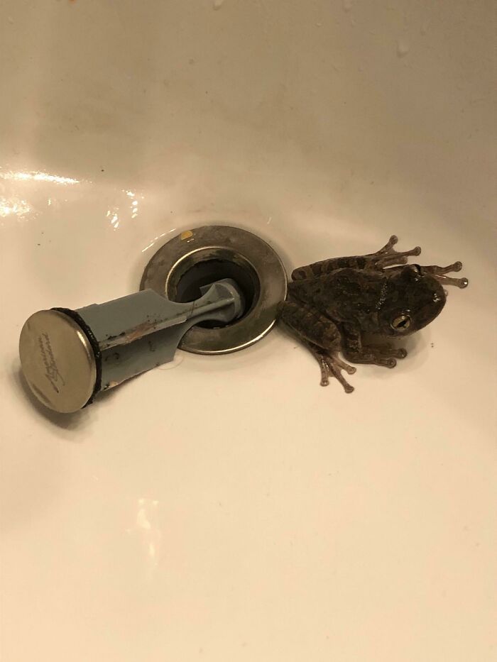 Mon drain était bouché alors je l’ai remonté et une grenouille en est sortie.