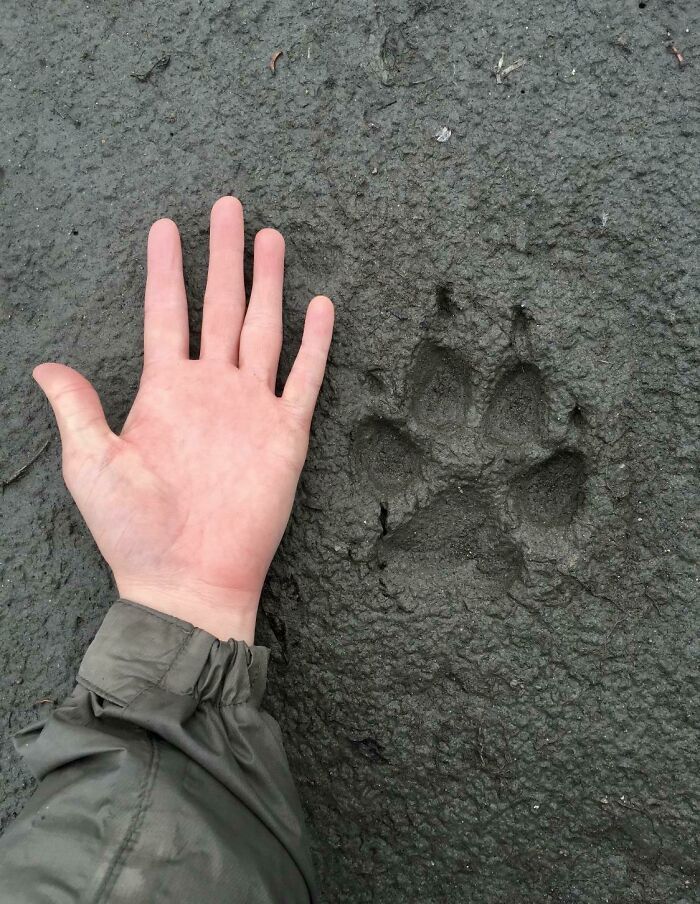 Empreinte de loup fraîche que j’ai trouvée en me perdant à Denali, en Alaska.