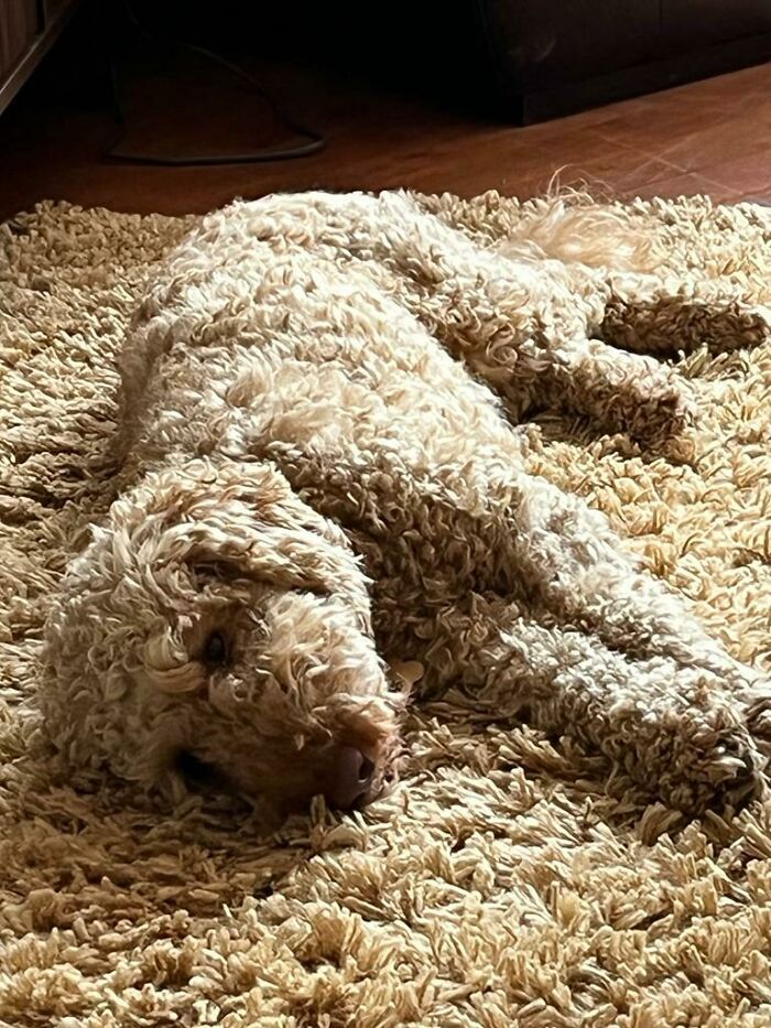Le chien des parents sur un tapis presque identique