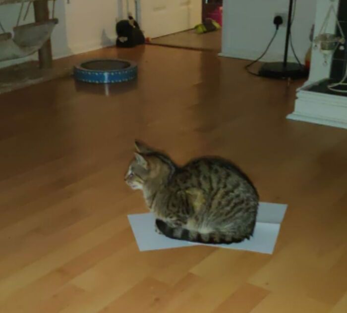 J’ai piégé mon chat en mettant 2 morceaux de papier sur le sol et j’ai attendu