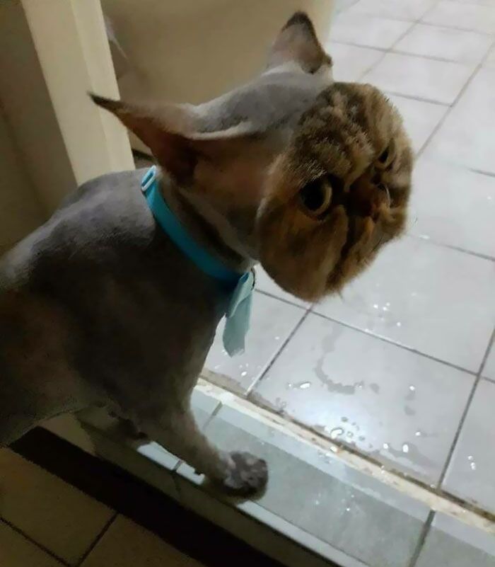 ce chat entièrement rasé… sauf pour son visage