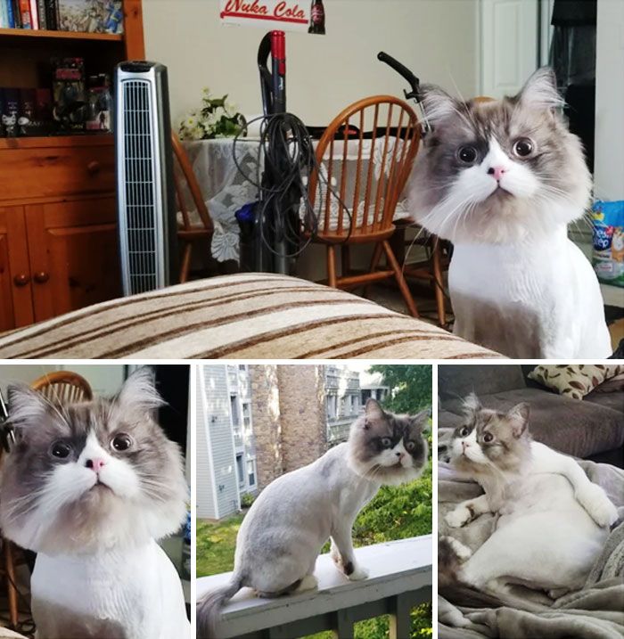 Le vétérinaire a dû raser mon chat pour traiter un problème de peau, et il avait l’air tellement faux que personne n’a cru que ces photos étaient réelles.