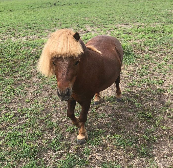 Maman a pensé que ce serait une bonne idée de couper les cheveux de notre poney parce qu’il ne pouvait pas voir.