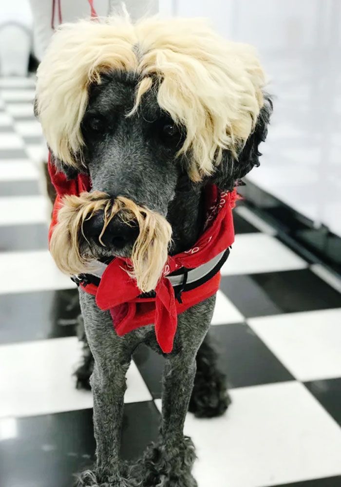 Mon conjoint possède un salon de toilettage pour chiens et ce type est arrivé aujourd’hui. Voici Freddy Fender