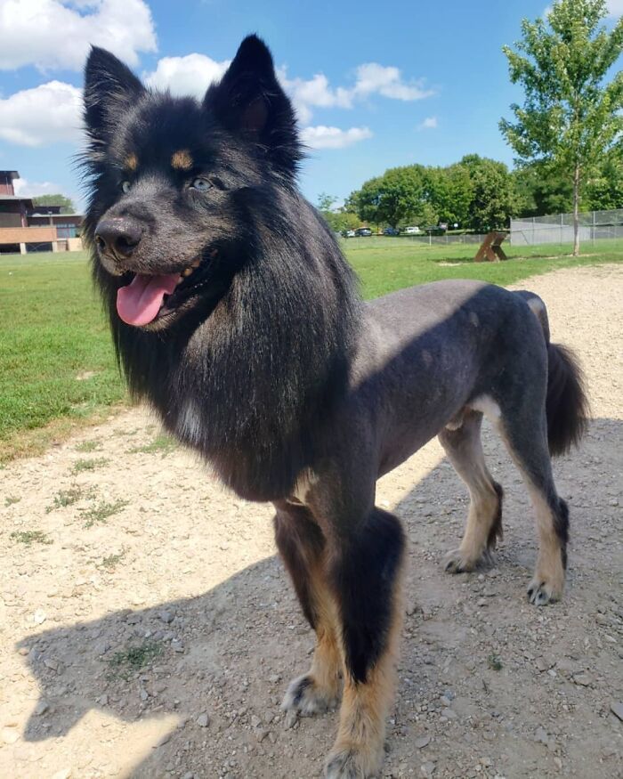 Coupe de cheveux recommandée par le vétérinaire