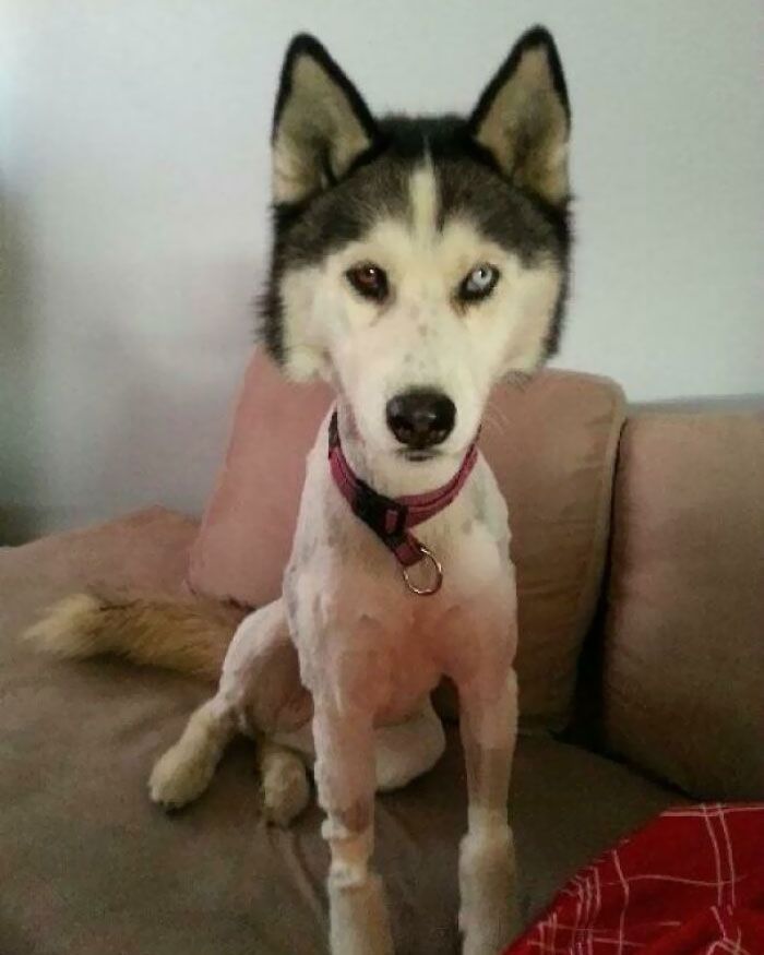 Le husky de mon amie après la 3e fois qu’elle a dû être rasée pour une tique. Elle refuse maintenant de prendre les friandises du vétérinaire.