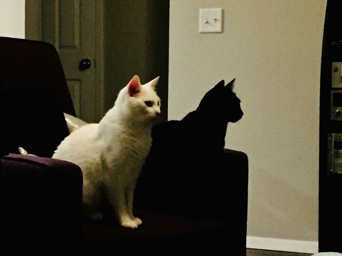 mon chat noir ressemble à l’ombre de mon chat blanc