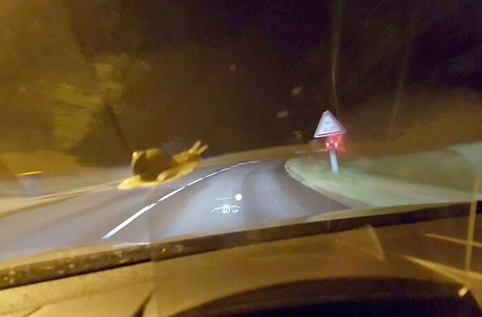 Cette chanceuse prise de perspective donne l’impression qu’un escargot géant imprudent dépasse dangereusement la voiture dans le virage.