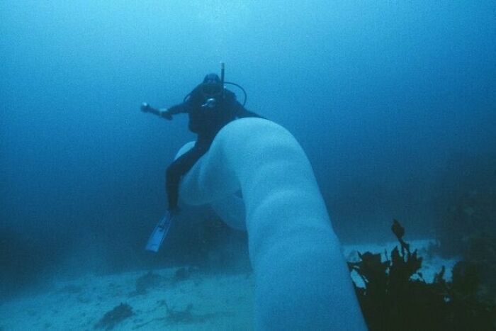 un plongeur chevauchant un ver sous-marin géant (pyrosoma atlanticum)