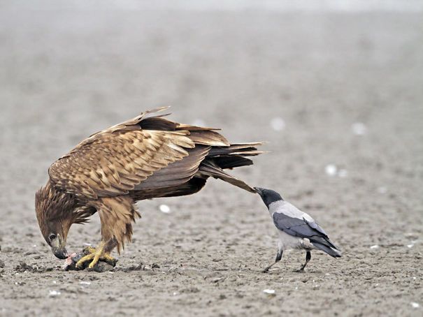 Les corbeaux aiment tirer la queue. Certains pensent que c’est pour distraire les autres animaux, d’autres pensent que c’est pour s’amuser.