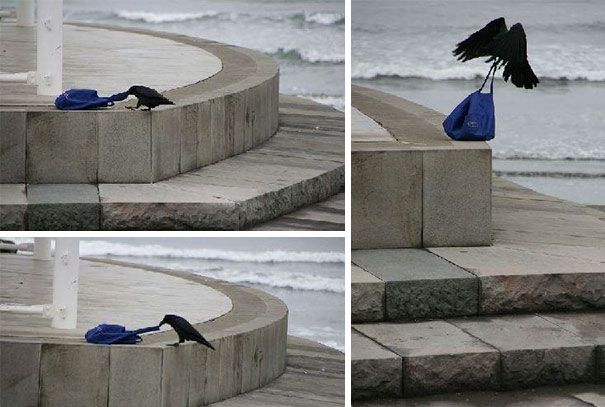 Je suis un corbeau simple : je vois un sac sans surveillance – je le prends