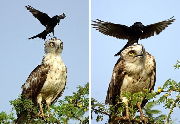corbeau dérangeant l’aigle