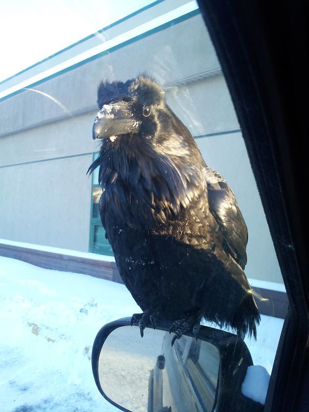 J’ai partagé mon déjeuner avec un corbeau aujourd’hui