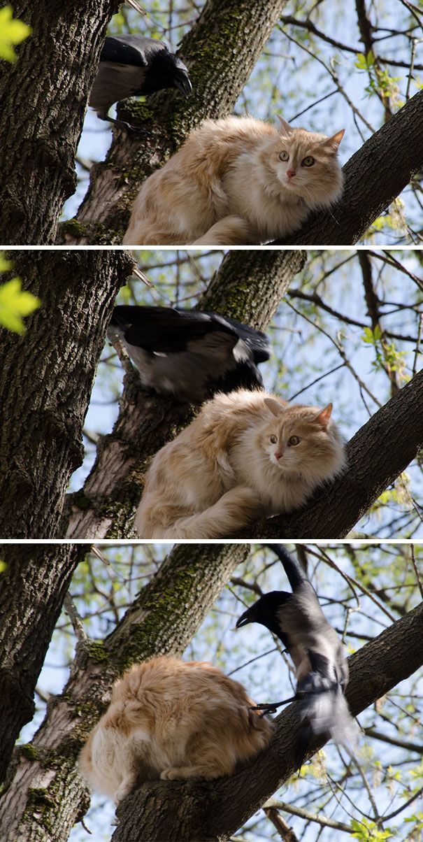Les chats n’ont pas leur place dans les arbres selon ce corbeau et il va y remédier