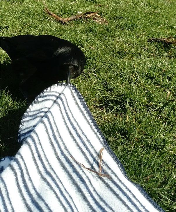 Hier, un corbeau a essayé de voler ma couverture de pique-nique et je n’ai pas vraiment dit quoi que ce soit.