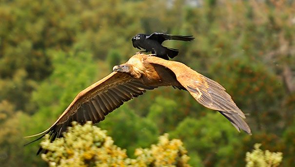un corbeau fait un tour sur le dos d’un vautour