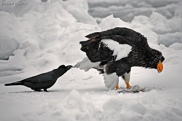 Un corbeau tire la plume de la queue d’un aigle pour le distraire du poisson qu’il est en train de manger.