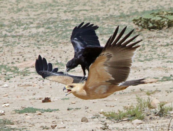 corbeau du cap chevauchant un aigle fauve dans le kgalagadi