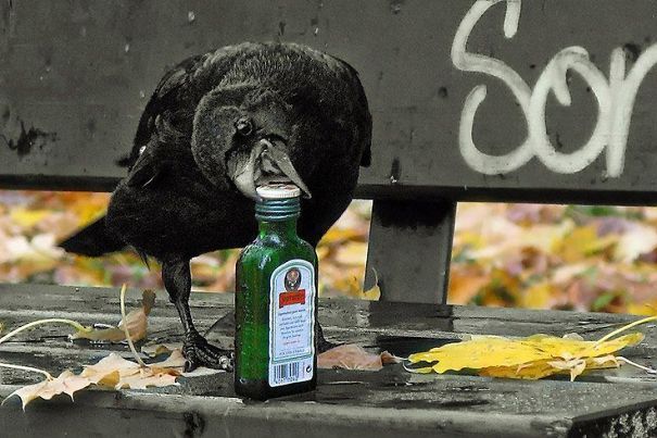 La fête du corbeau est dans la maison ce soir