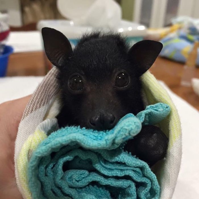 bébé chauve-souris dans une couverture