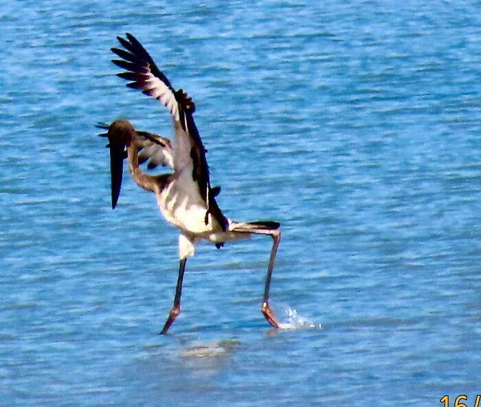 jabiru pour commencer