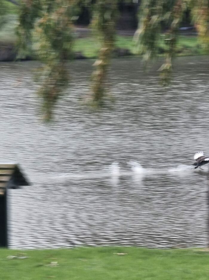 un cygne noir, franchissant le mur du son