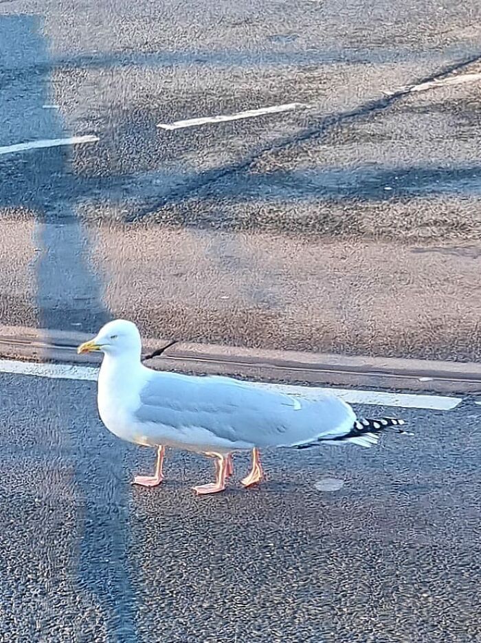 nouveau téléphone, j’ai pris des paysages panoramiques puis ce gars est arrivé et a oublié de changer de mode