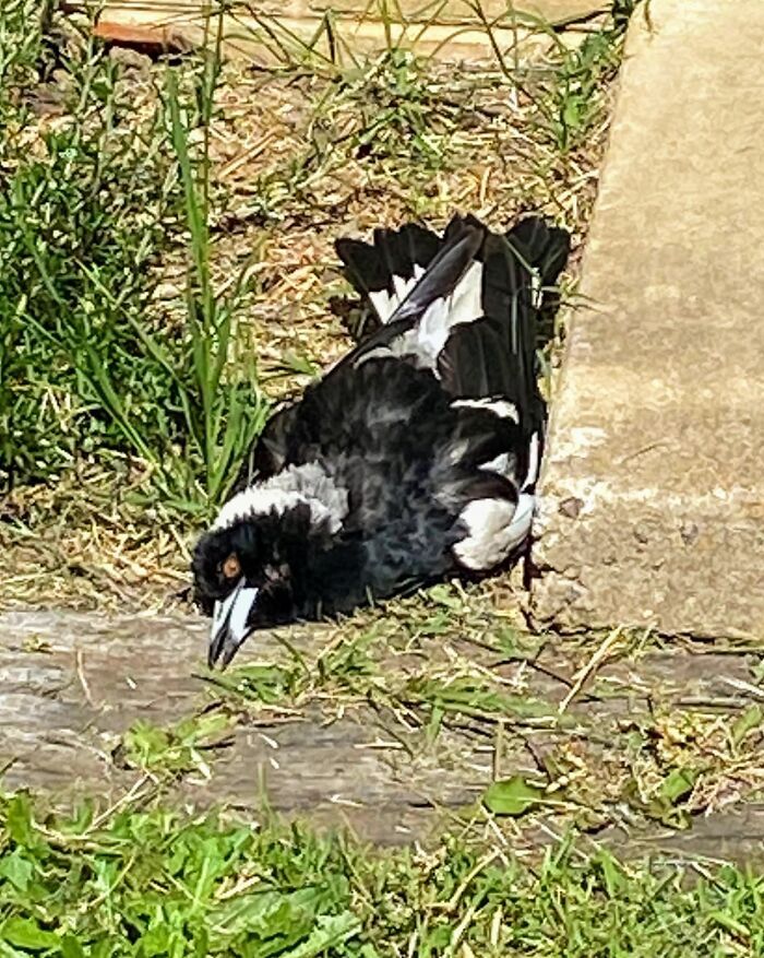 je te présente : une pie qui se fait tuer sur la route. (il va bien, il aime juste se coucher dans des poses bizarres dans notre jardin).