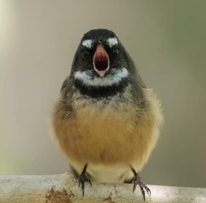 J’ai eu une photo d’un pīwakawaka (fantail de Nouvelle-Zélande) avec le bec ouvert et ce fut une révélation.