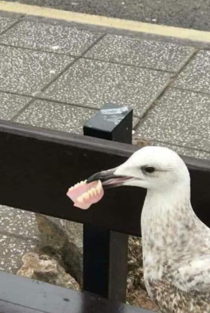 La preuve que les oiseaux ont des dents