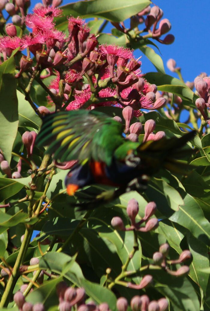 Loriquet arc-en-ciel : photo prise dans mon jardin