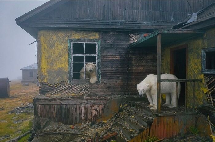 des ours polaires dans une station météo soviétique abandonnée sur l’île de kolyuchin