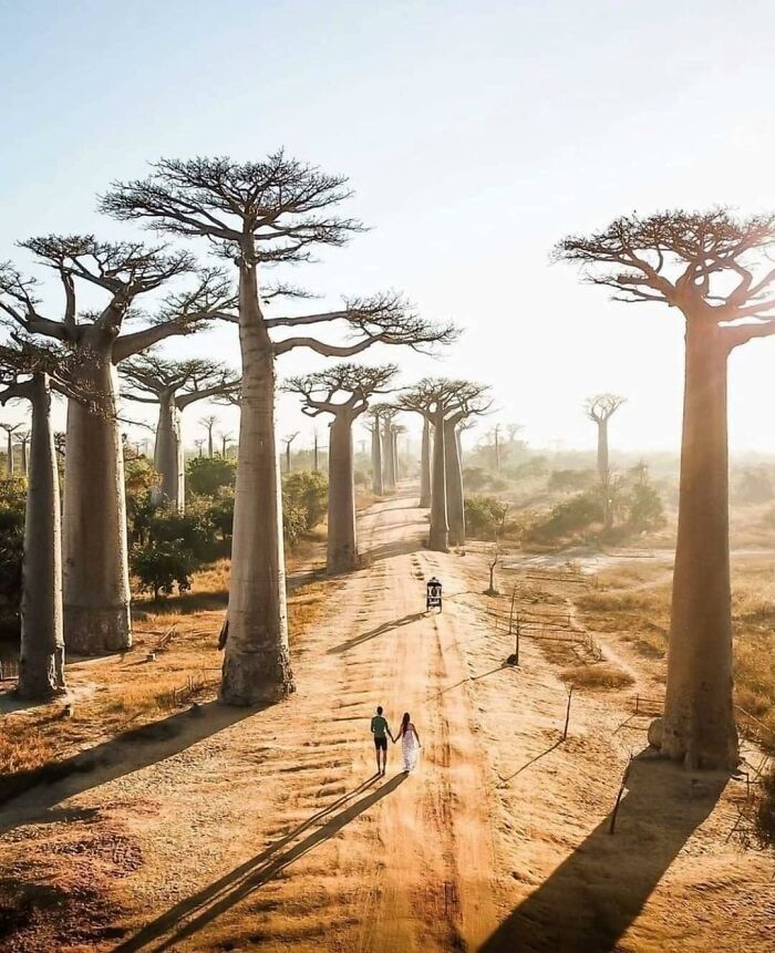 l’avenue des baobabs, madagascar