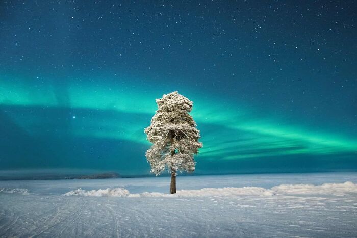 un arbre solitaire sous une aurore scandinave – lapland, finlande