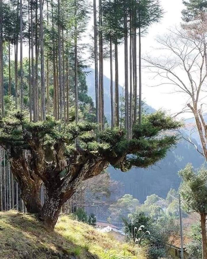 les japonais produisent du bois depuis 700 ans sans couper les arbres. au 14e siècle, l’extraordinaire technique du daisugi est née au japon. en effet, les daisugi prévoient que ces arbres seront plantés pour les générations futures et ne seront pas coupés mais taillés comme s’il s’agissait de bonsaïs géants ; en appliquant cette technique aux cèdres, le bois que l’on obtient est uniforme, droit et sans nœuds, pratiquement parfait pour la construction