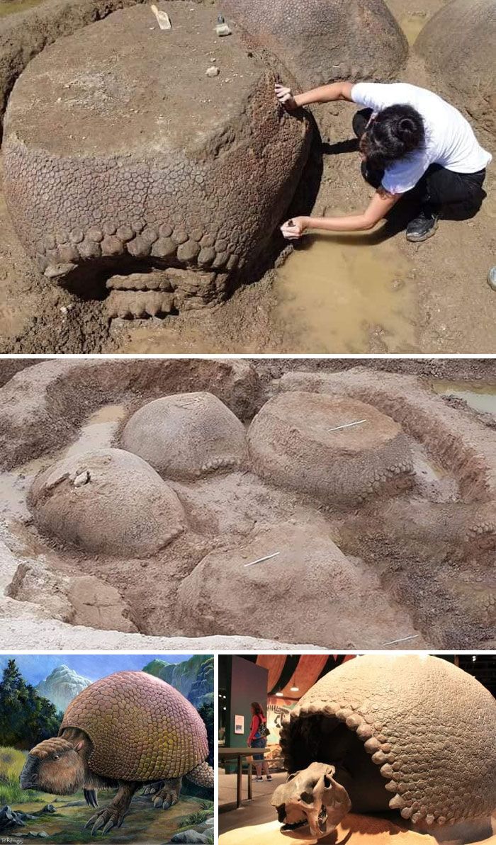 un agriculteur argentin a trouvé cette famille de tatous géants (glyptodon) vieille de 20 000 ans enterrée près d’une rivière. ils regardaient tous dans la même direction, comme s’ils marchaient vers quelque chose, le plus grand ayant la taille d’une coccinelle de Volkswagen, on estime qu’ils pesaient environ 2 tonnes.